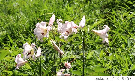 ささゆり 植物 白色 初夏の動画素材・映像 - PIXTA