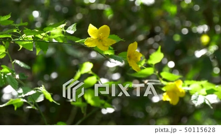 ヤマブキ 花 黄色 野花の動画素材・映像 - PIXTA