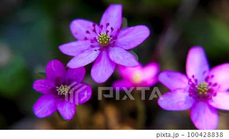 花 山野草 植物 雪割草の花の動画素材・映像 - PIXTA